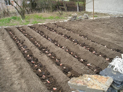 Výsadba naklíčených brambor