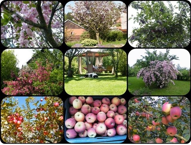 Jabloň od jara do podzimu