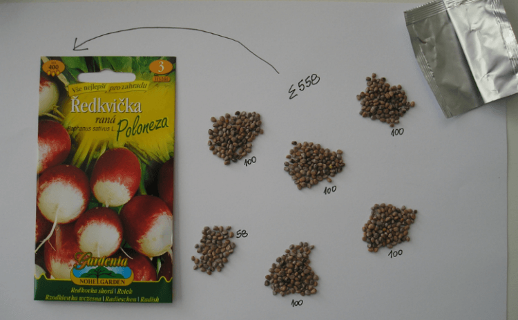 Semena ředkvičky rané - odrůda Poloneza